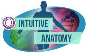 Dal 23 agosto al 6 Settembre (pausa il 30/08) Classe di Anatomia Intuitiva ThetaHealing® (online e presenza)