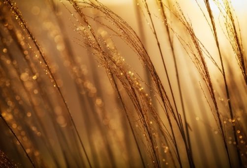 Domenica 22 novembre – Conoscere i Salmi: I Salmi sull’abbondanza (online e di presenza)