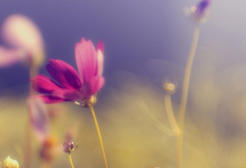 ⁠⁠12-13 Dicembre – Manifestazione e Abbondanza 2: dalla Visione alla Realtà – ThetaHealing® (online e presenza)